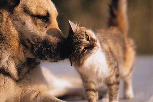 Tan dog sniffing a brown and white cat
